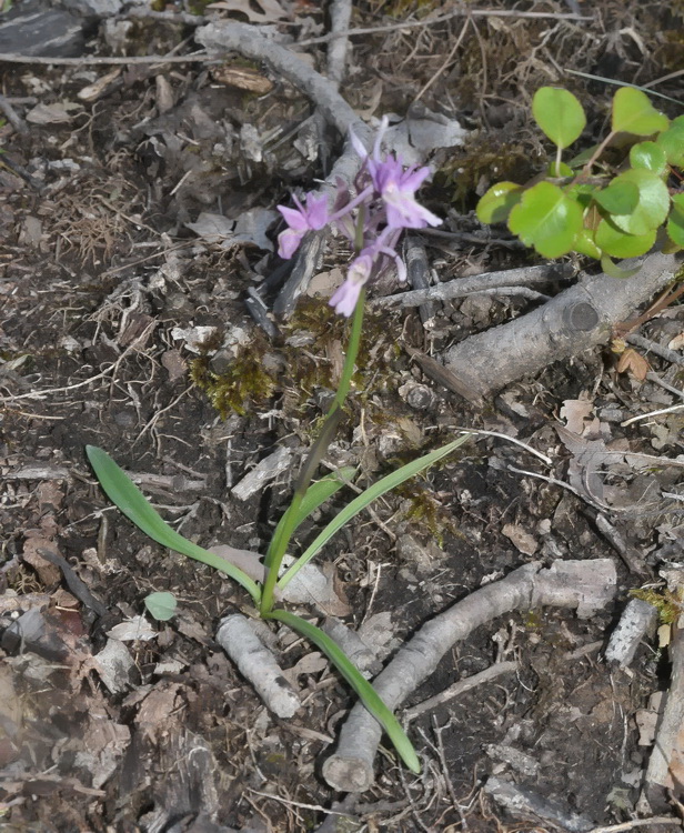 Qualche dubbio... Dactylorhiza romana